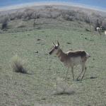 Pronghorn Antelope abound in our area of the desert.