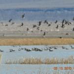You never know what flock will fly by. The Lodge at Summer Lake sits in the straightaway path of the Pacific Flyway.