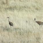 Land of 1,000's of interesting foul and wildlife on the high desert.