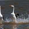 "The Dance"-Clarks Grebes. Photo taken by Dennis E. Kirkland
www.hisimages.com
