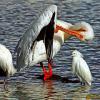 "The Pelican and Egret"
Photo taken by Dennis Kirkland
www.hisimages.com
