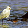 Snowy Egret
Photo taken by Dennis Kirkland
www.hisimages.com
