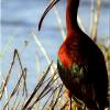 White Faced Ibis.