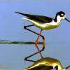 The Black Necked Stilt
Photo taken by Dennis Kirkland
www.hisimages.com
